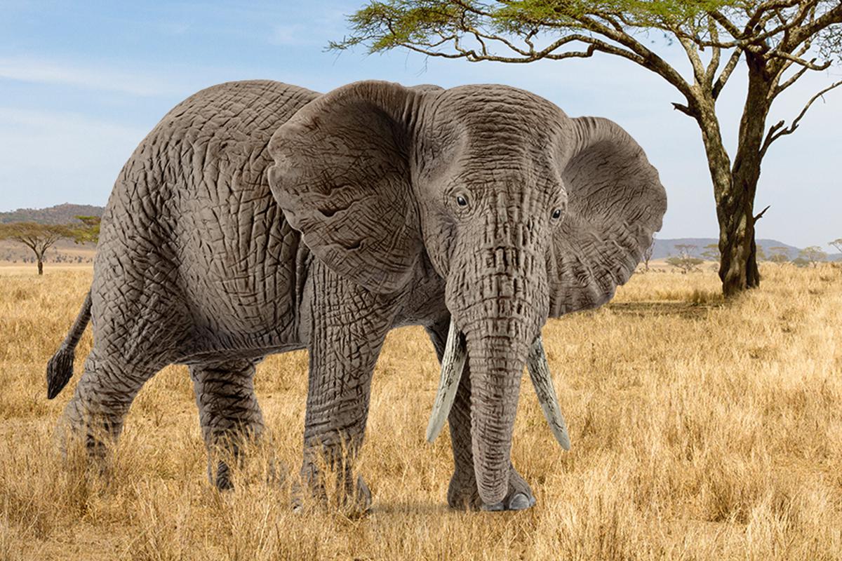 African elephant, female - Image 2