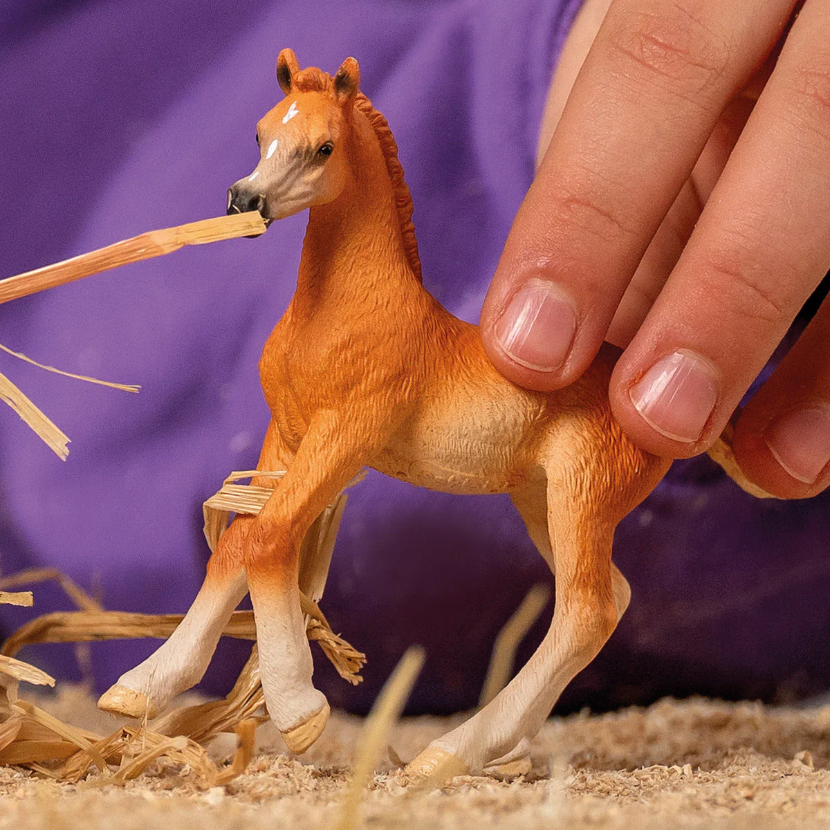 Arabian Foal - Image 2