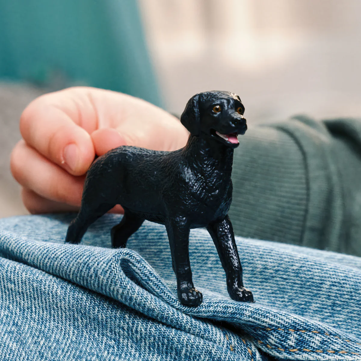 Black Labrador Retriever female - Image 2