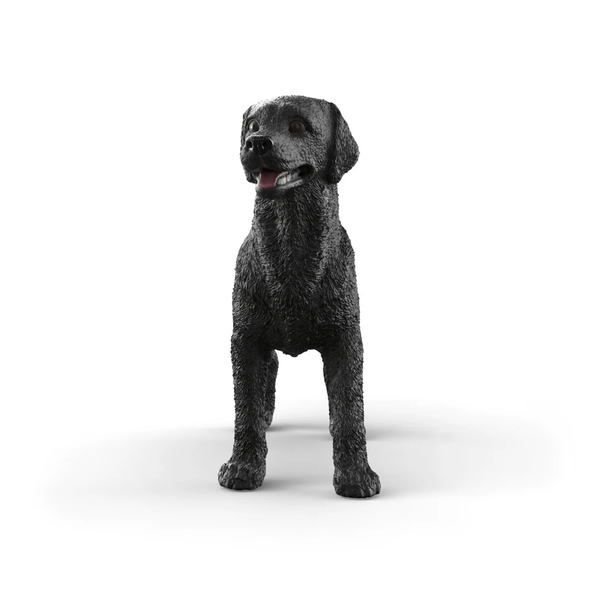 Black Labrador Retriever female - Image 3