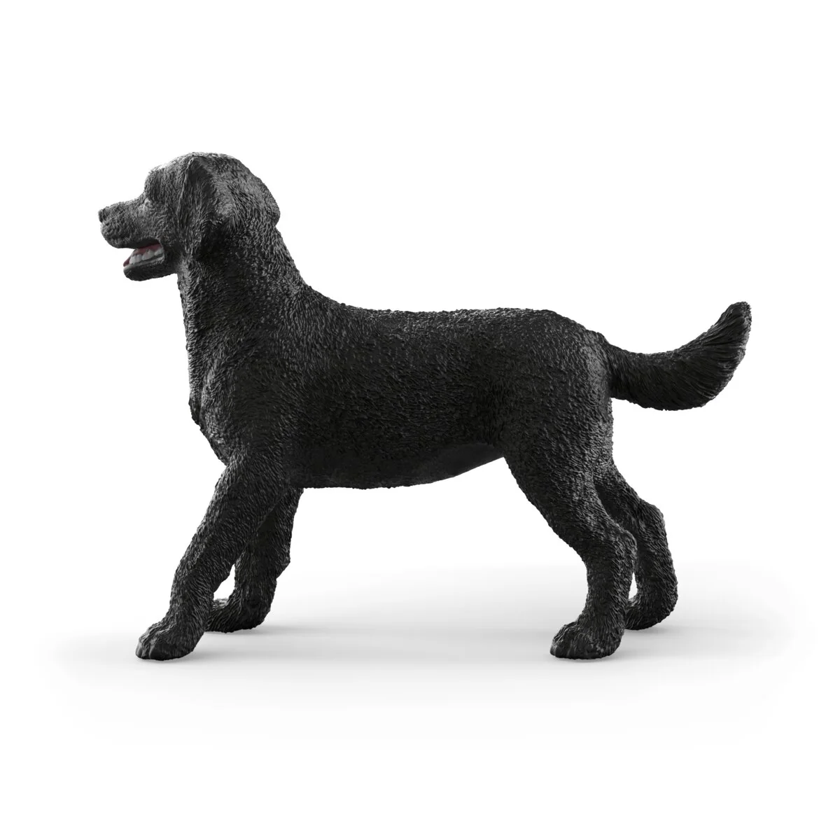 Black Labrador Retriever female - Image 4