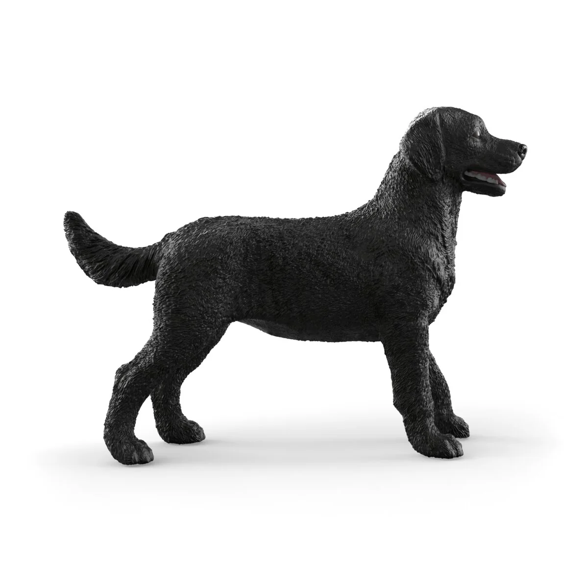 Black Labrador Retriever female - Image 5