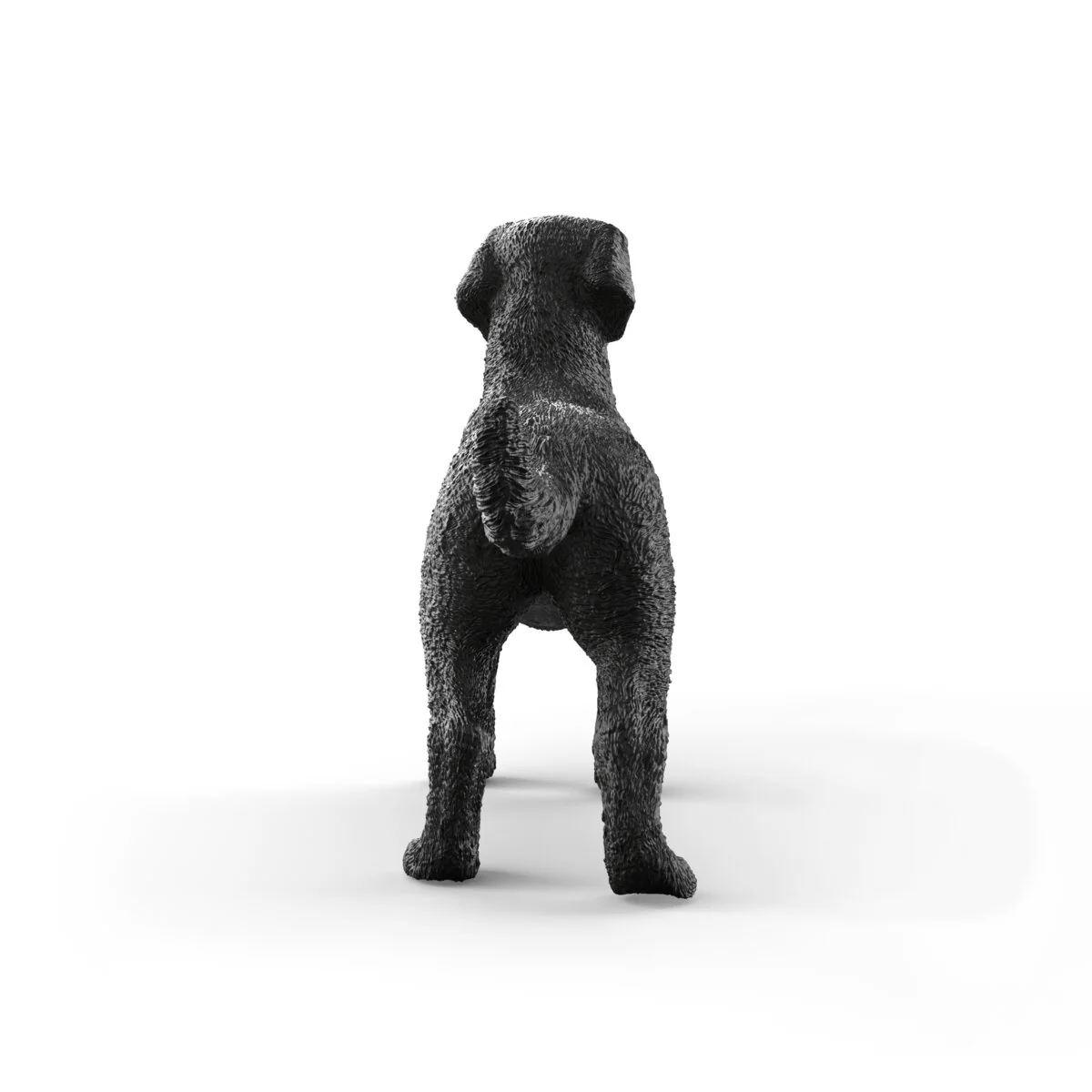Black Labrador Retriever female - Image 6