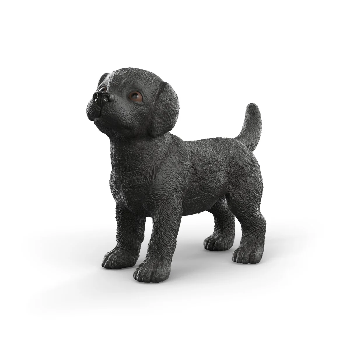 Black Labrador Retriever puppy