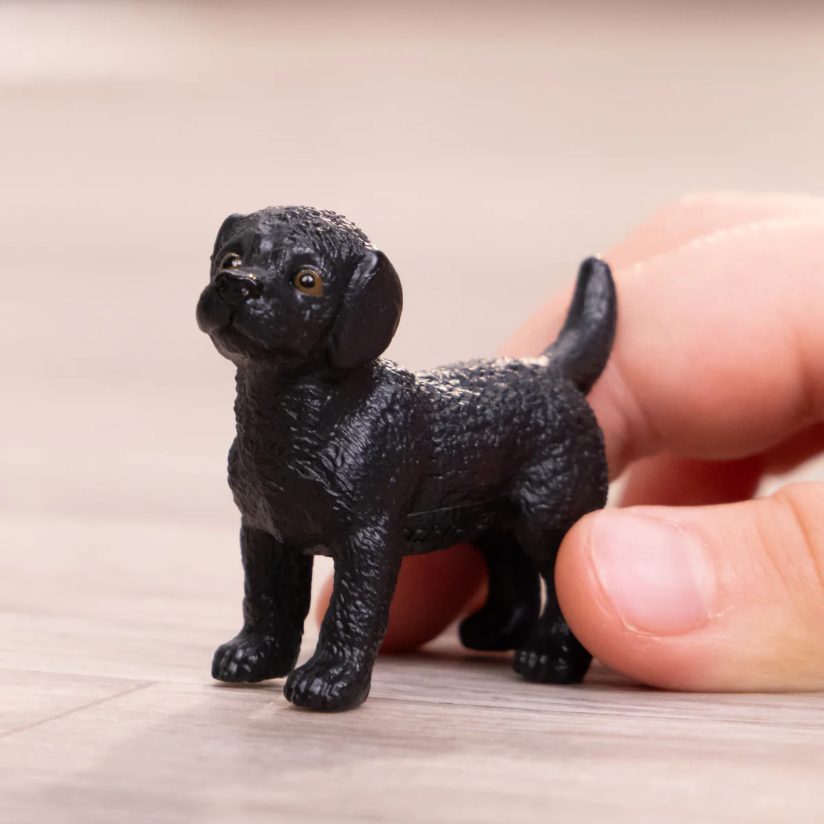 Black Labrador Retriever puppy - Image 2