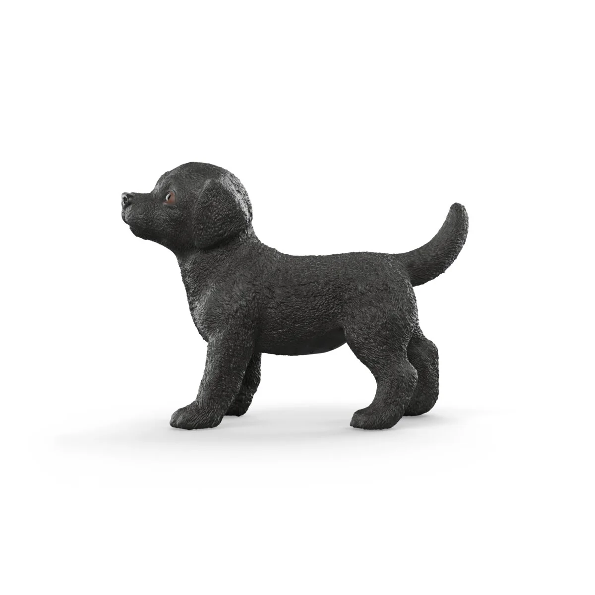 Black Labrador Retriever puppy - Image 3