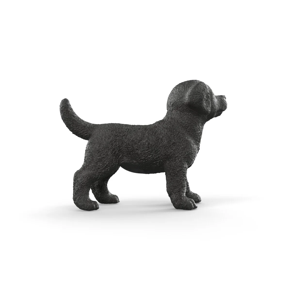 Black Labrador Retriever puppy - Image 4