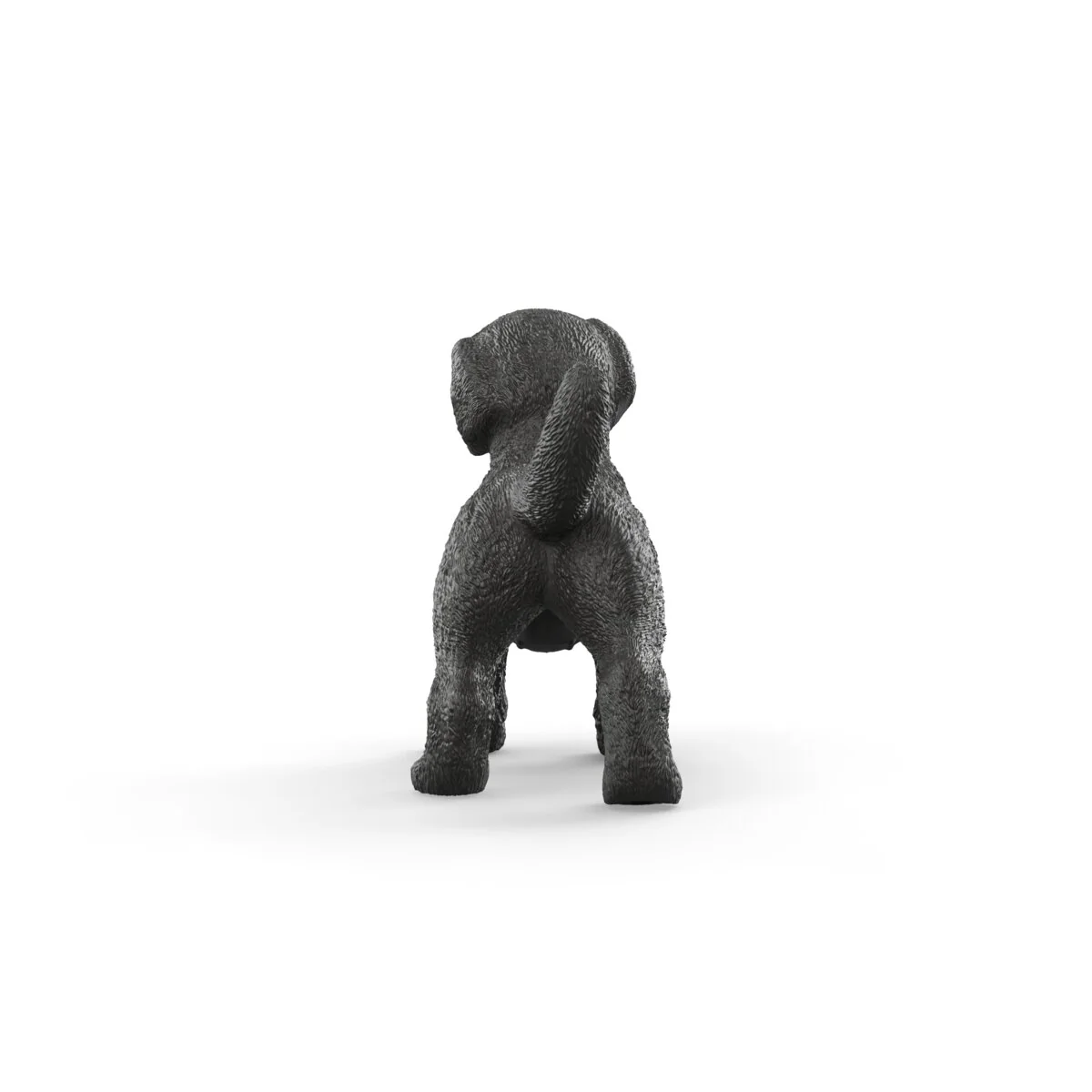 Black Labrador Retriever puppy - Image 5