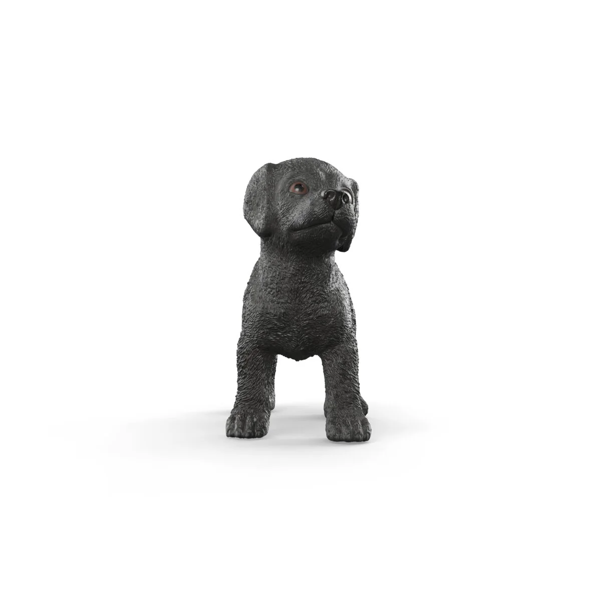 Black Labrador Retriever puppy - Image 6