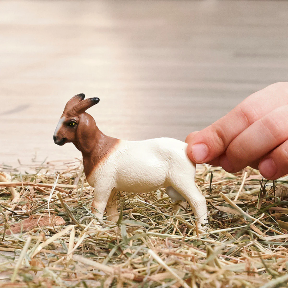 Boer Goat - Image 2