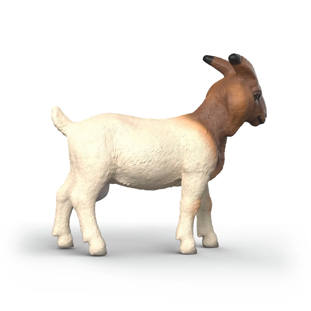 Boer Goat - Image 3