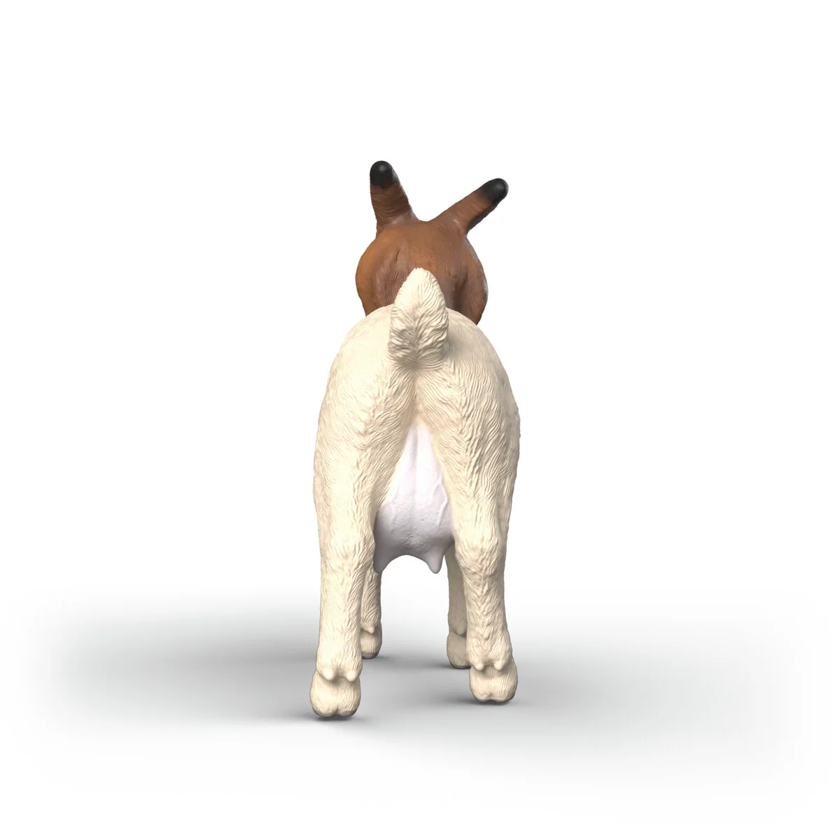 Boer Goat - Image 4