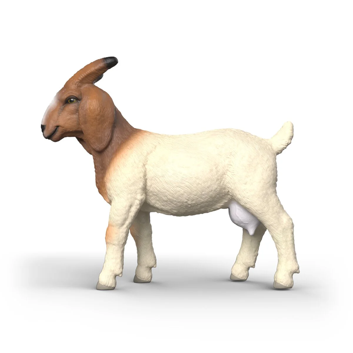 Boer Goat - Image 5
