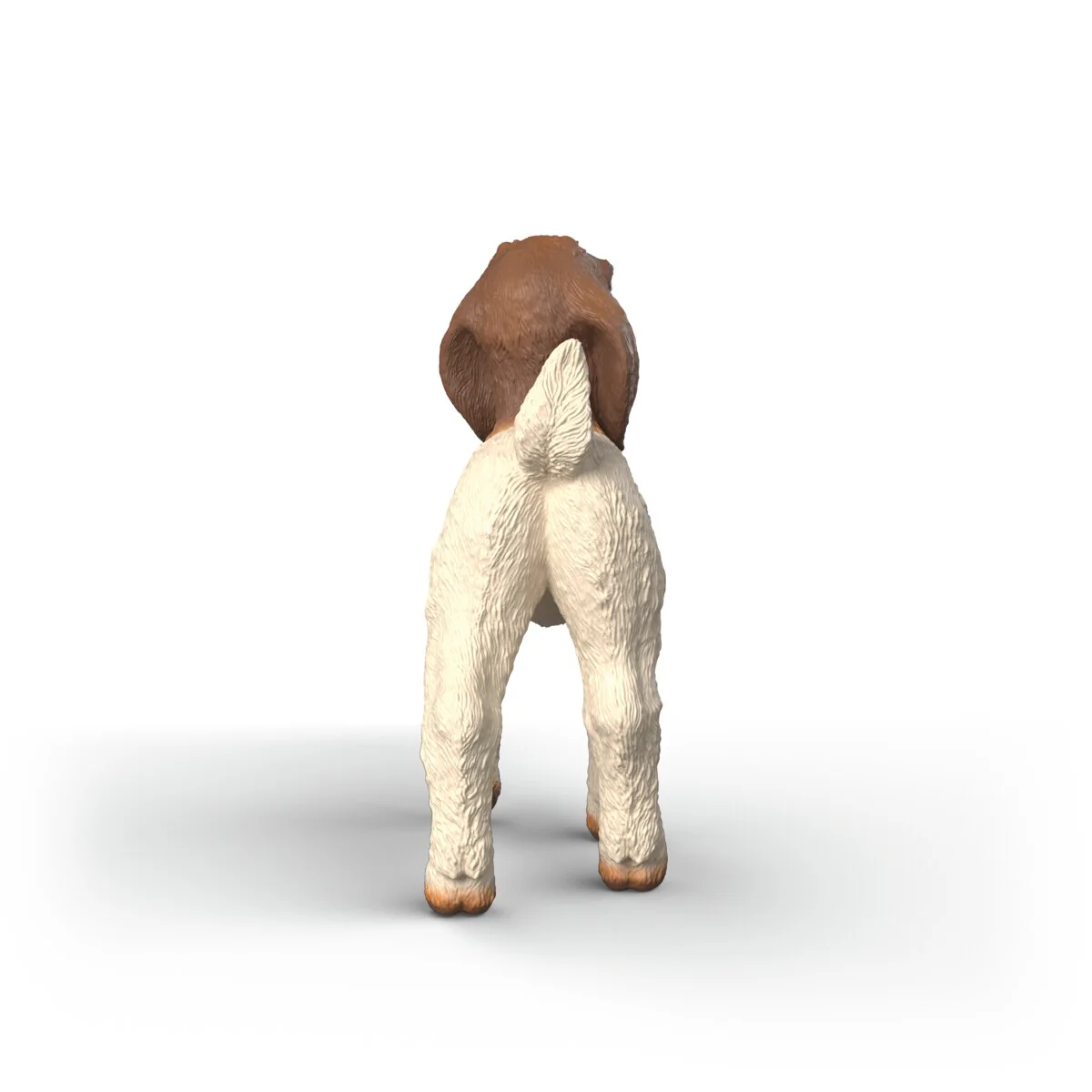 Boer Goat kid - Image 3
