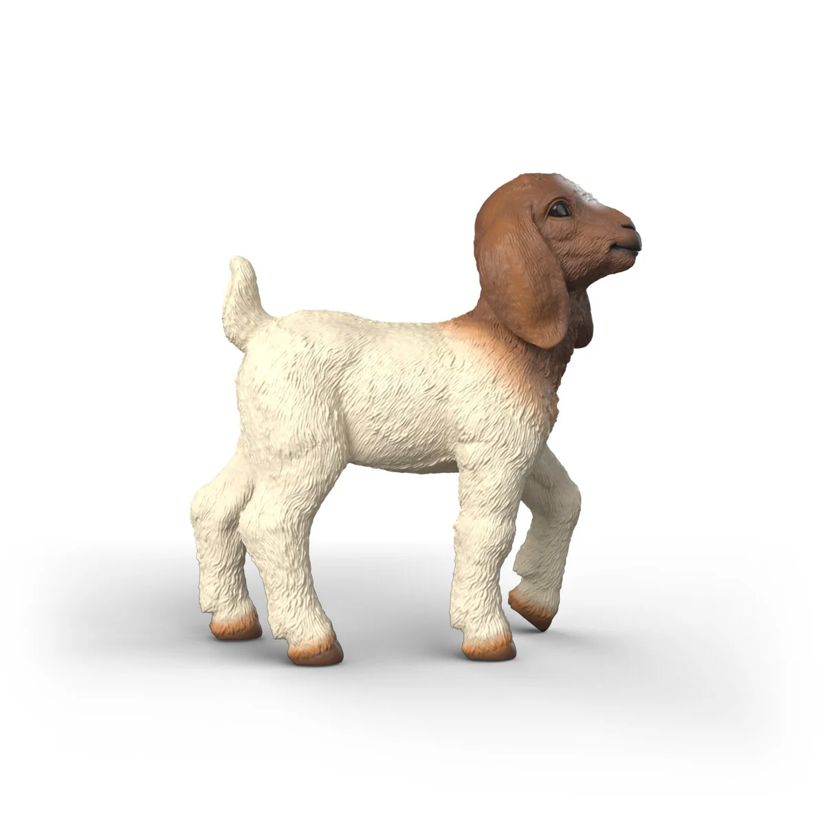 Boer Goat kid - Image 4