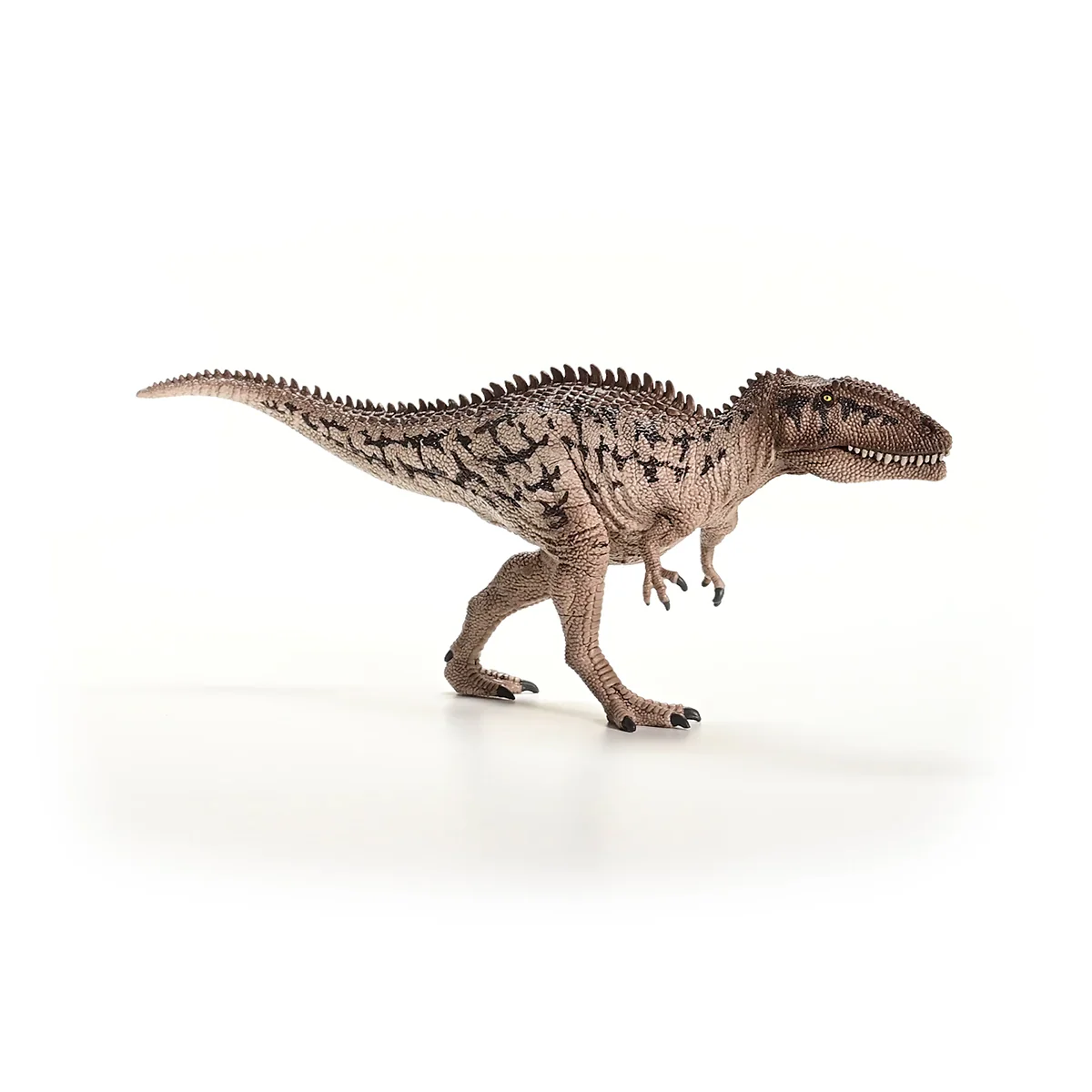 Carcharodontosaurus - Image 7