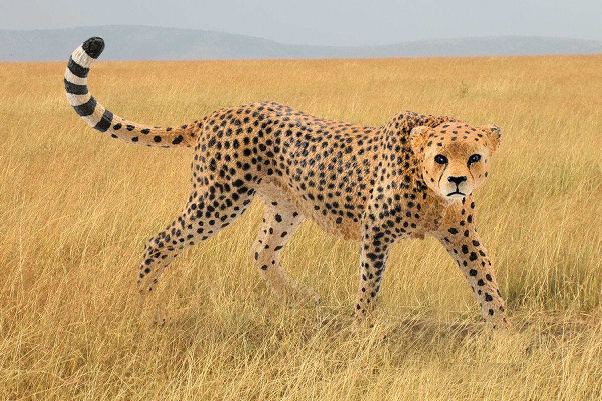 Cheetah, female - Image 2