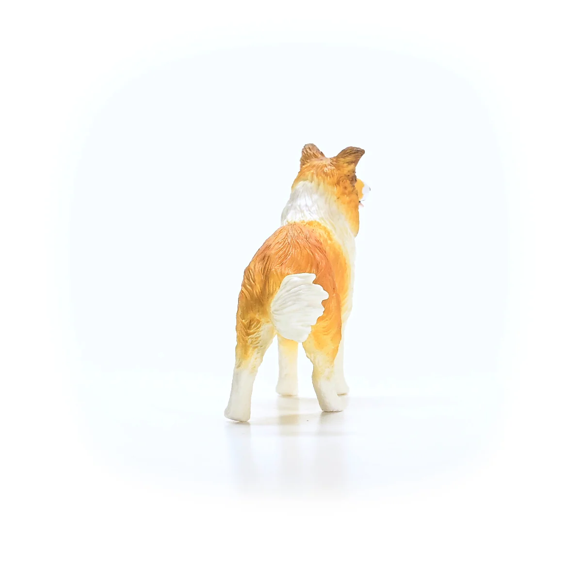 Collie - Image 3