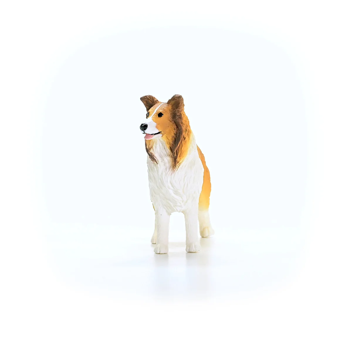 Collie - Image 4