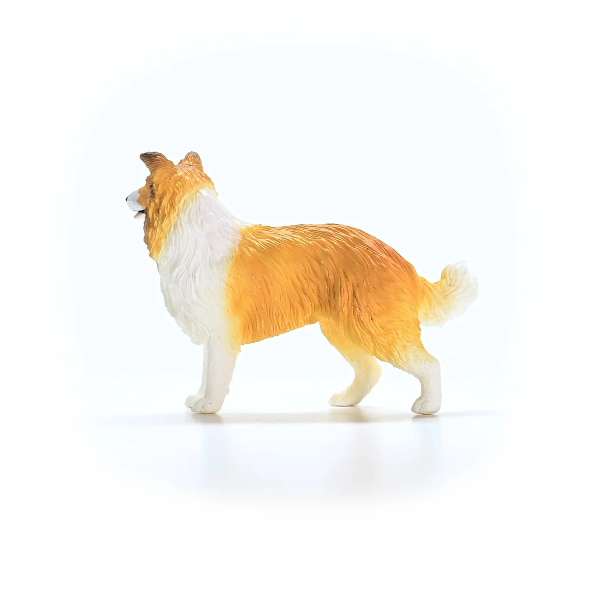 Collie - Image 5
