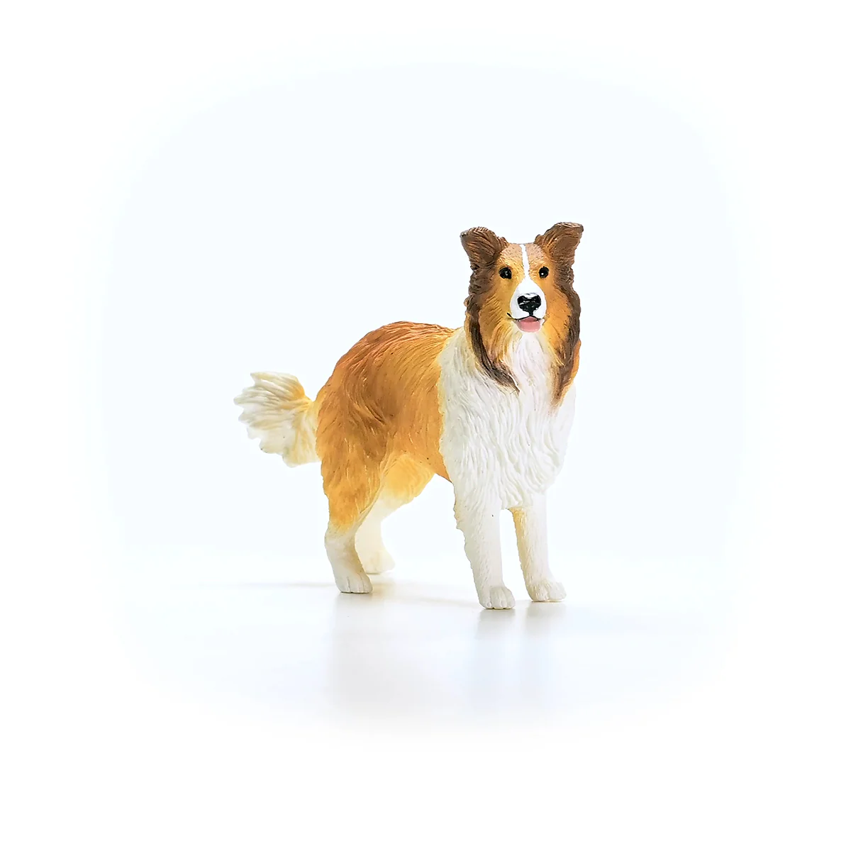 Collie - Image 6