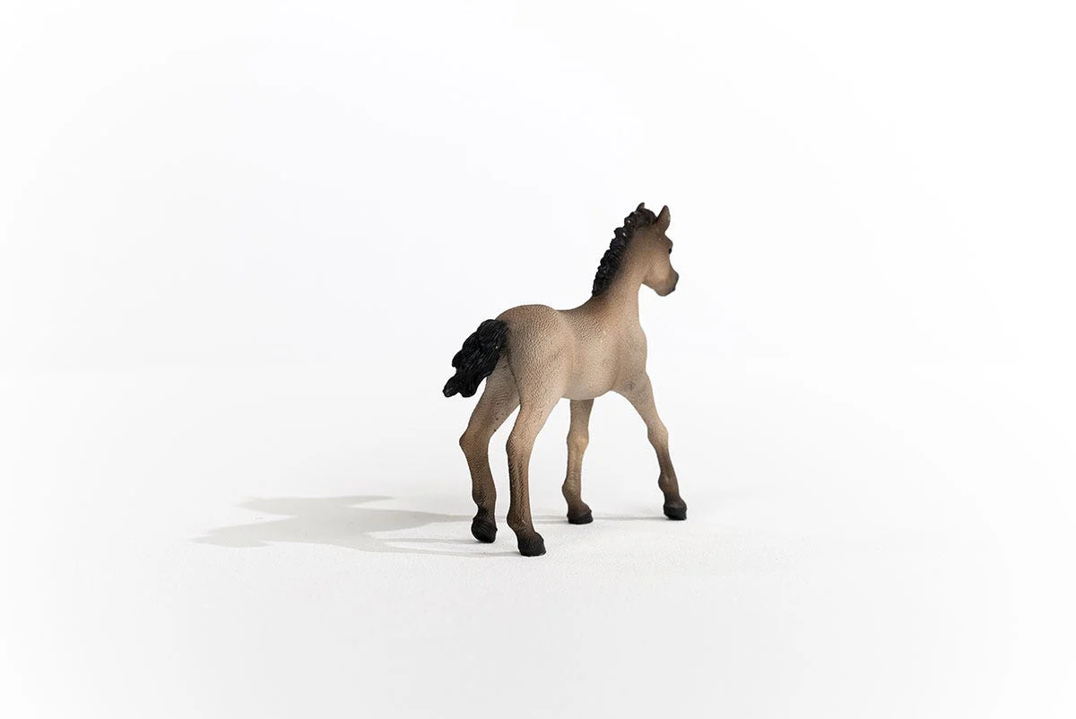 Criollo Definitivo Foal - Image 2