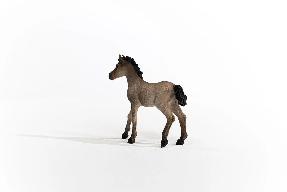 Criollo Definitivo Foal - Image 3