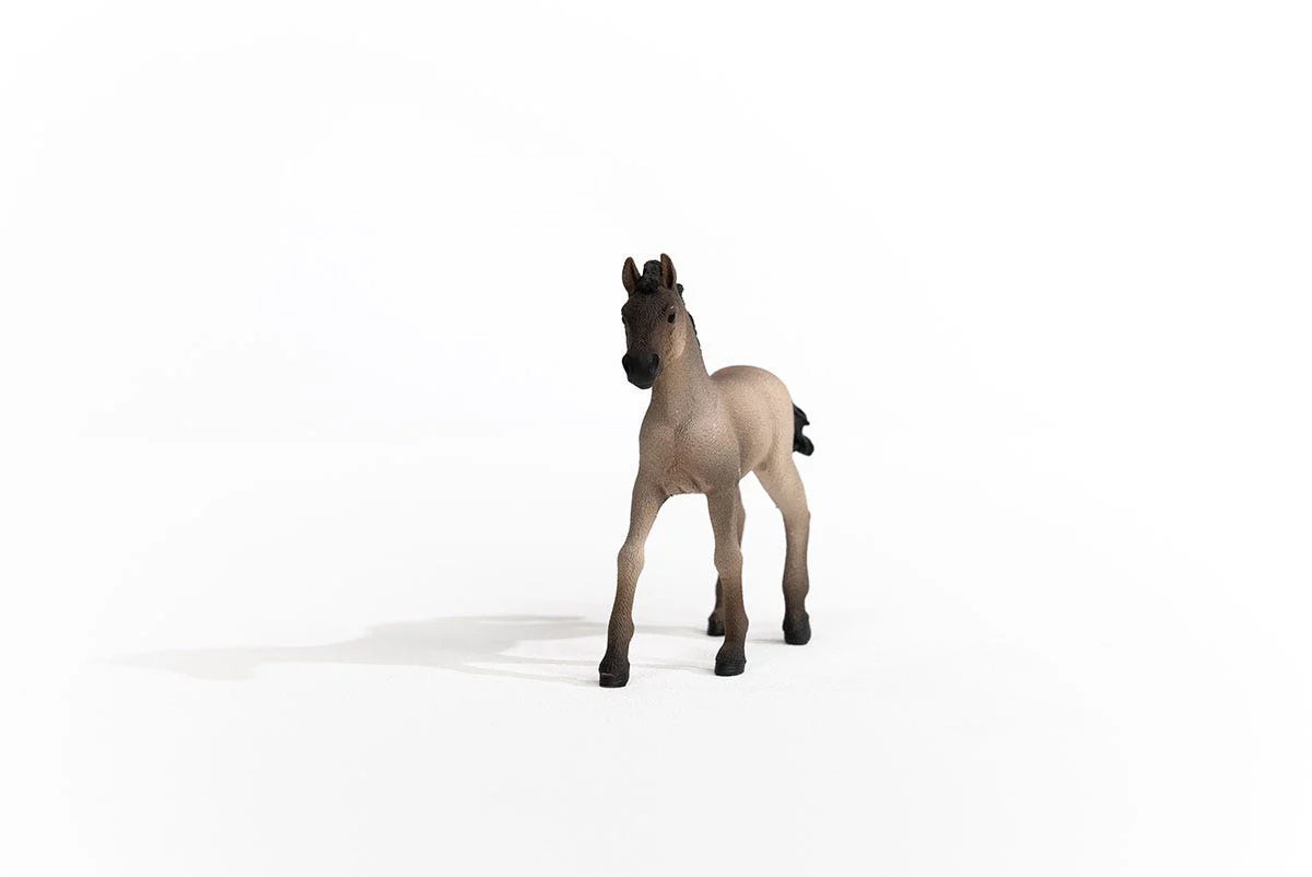 Criollo Definitivo Foal - Image 4