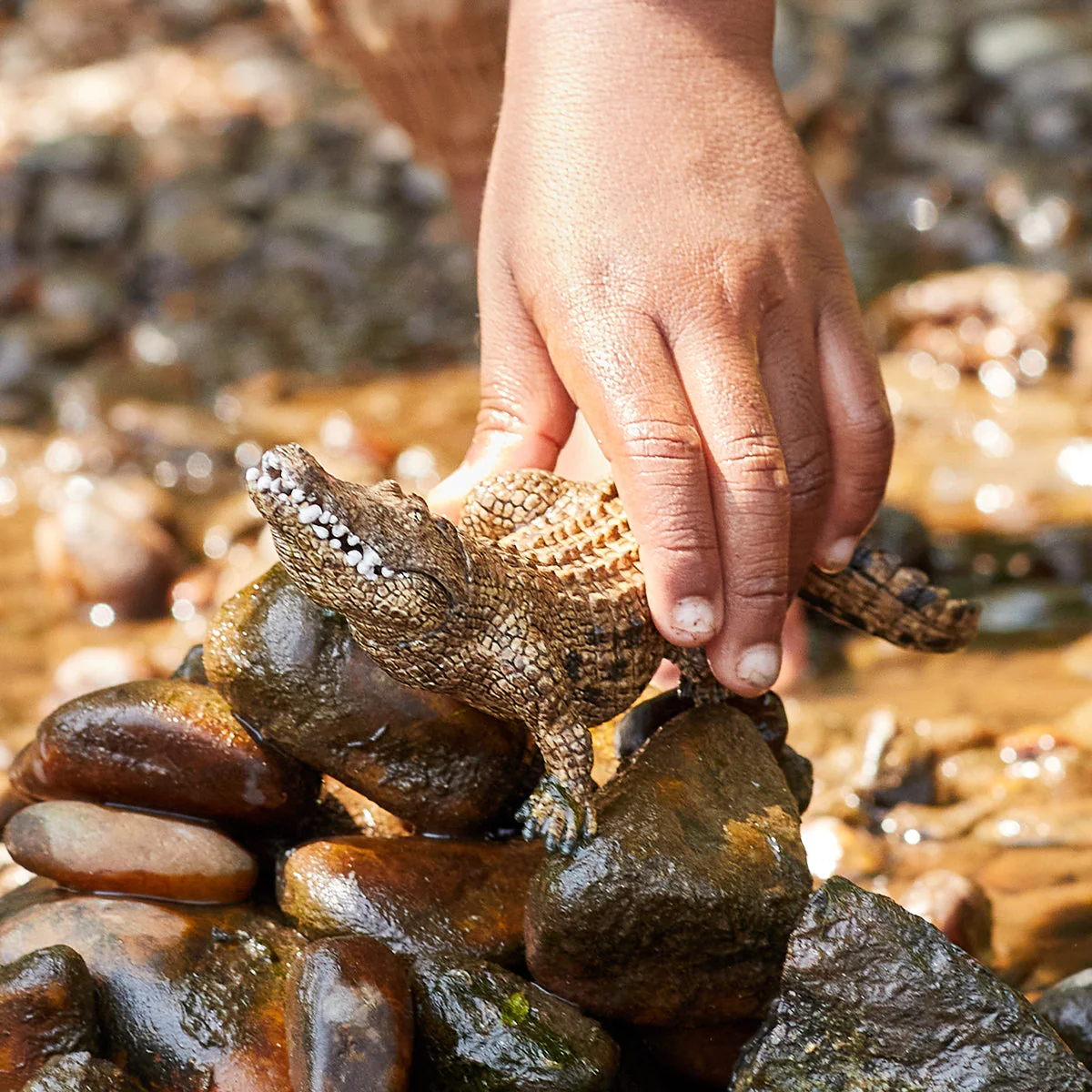 Crocodile - Image 3
