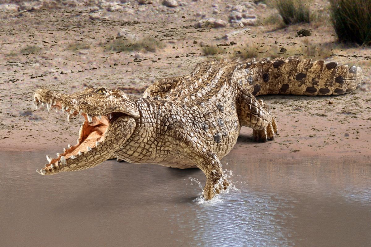 Crocodile - Image 6