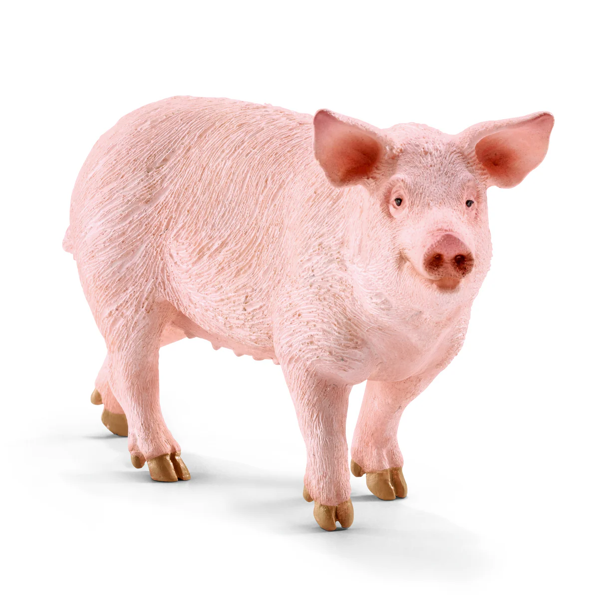 Domestic Pig