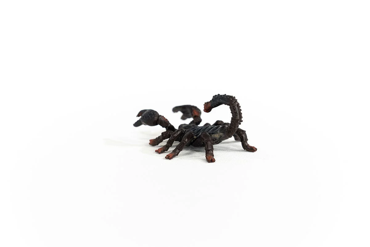 Emperor Scorpion - Image 4
