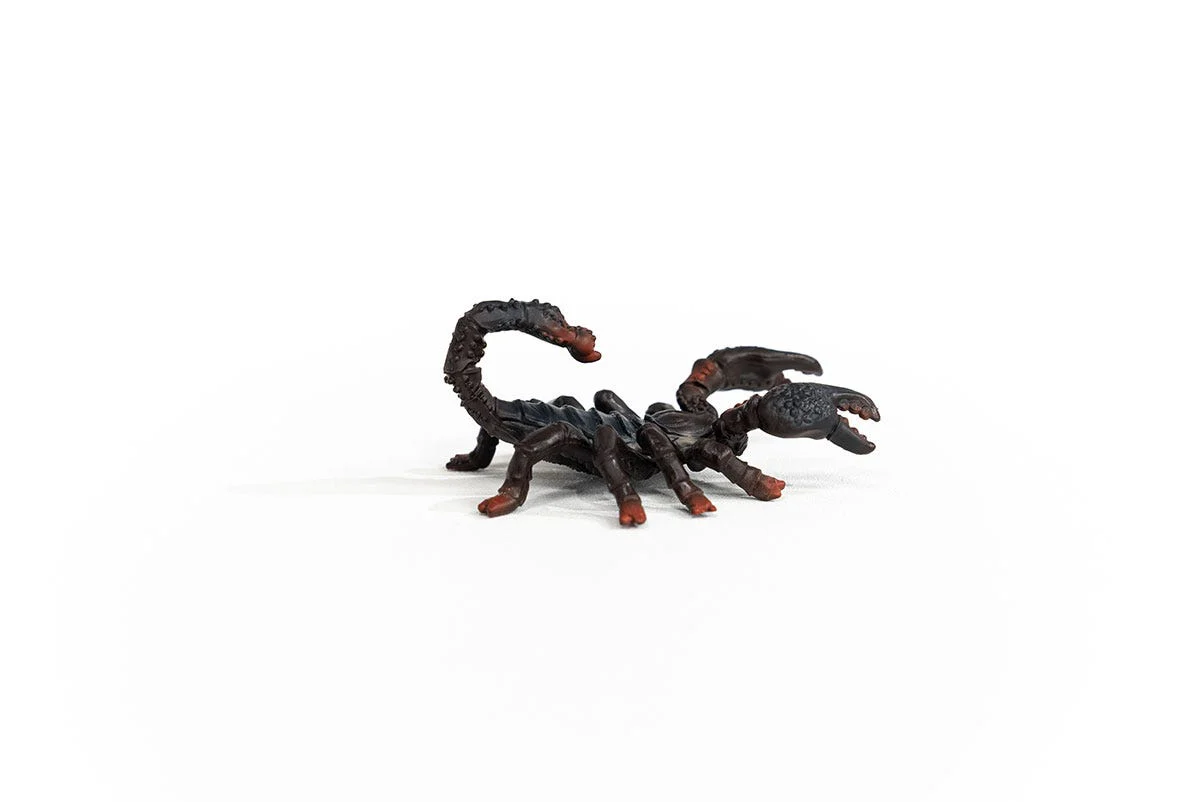 Emperor Scorpion - Image 5