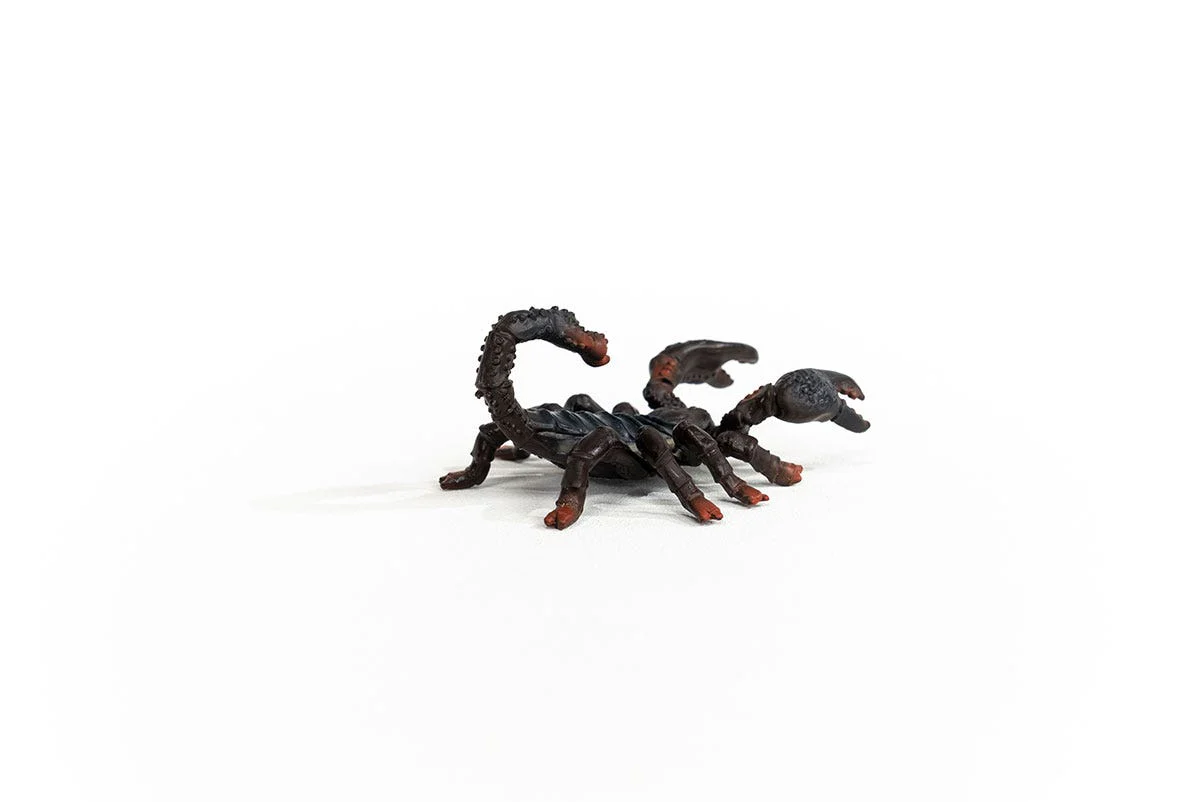Emperor Scorpion - Image 6