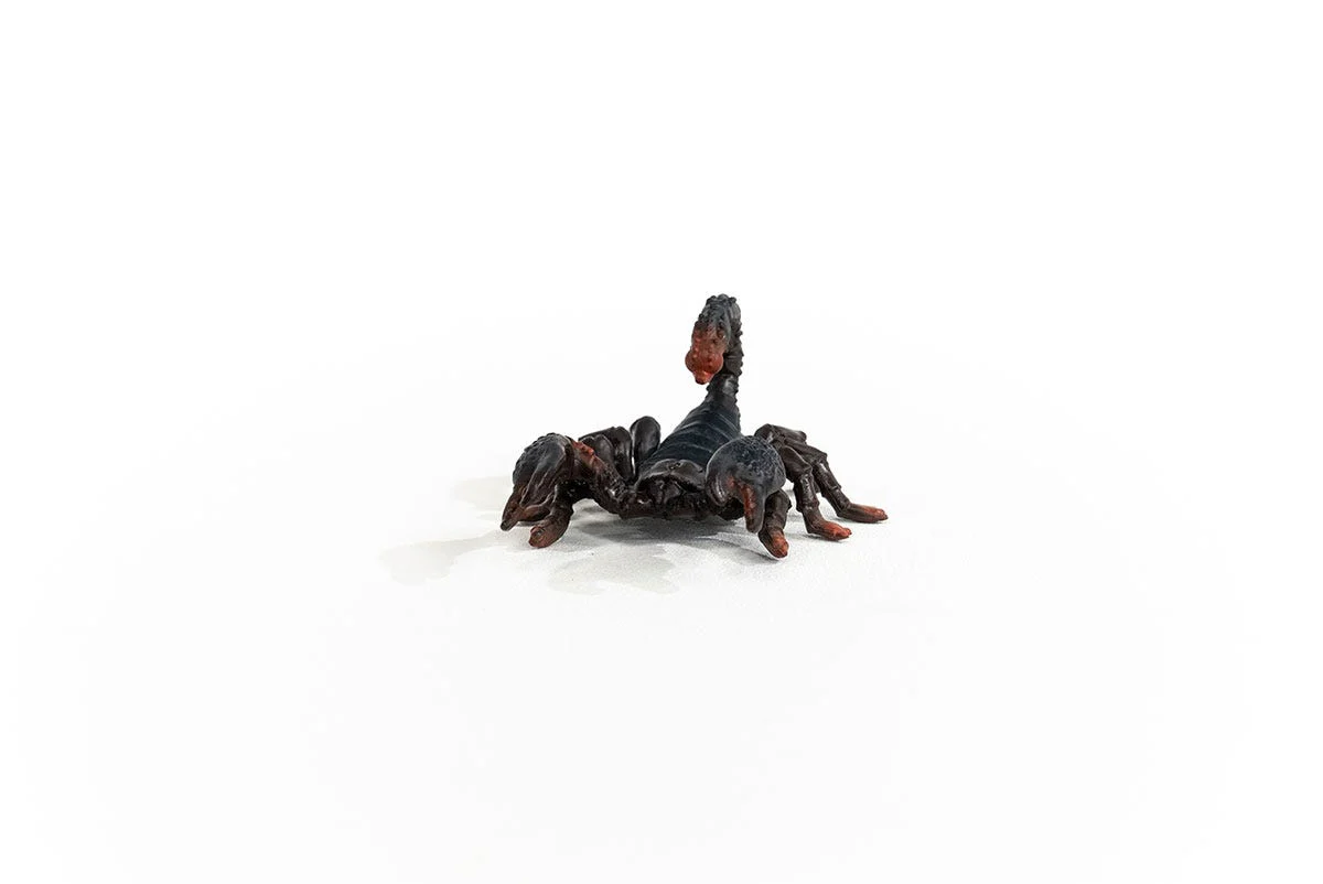 Emperor Scorpion - Image 7
