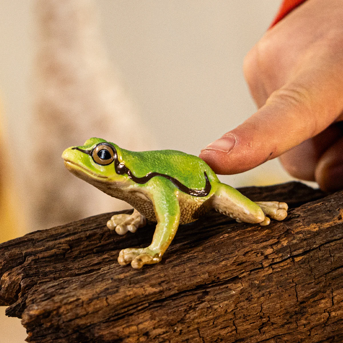 European Tree Frog - Image 2