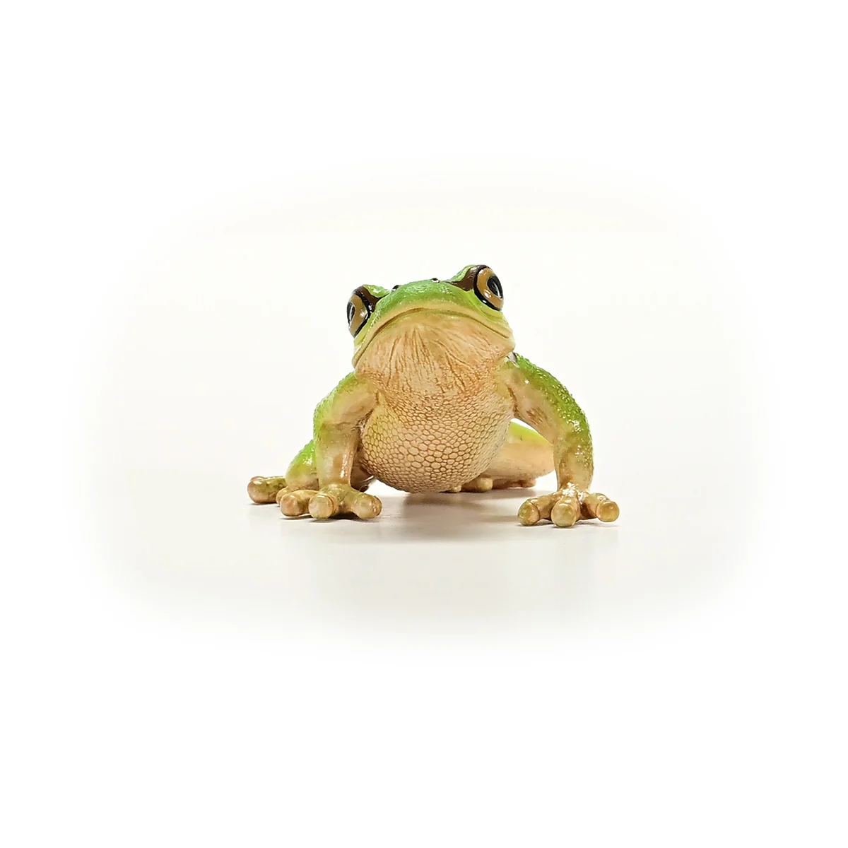 European Tree Frog - Image 4