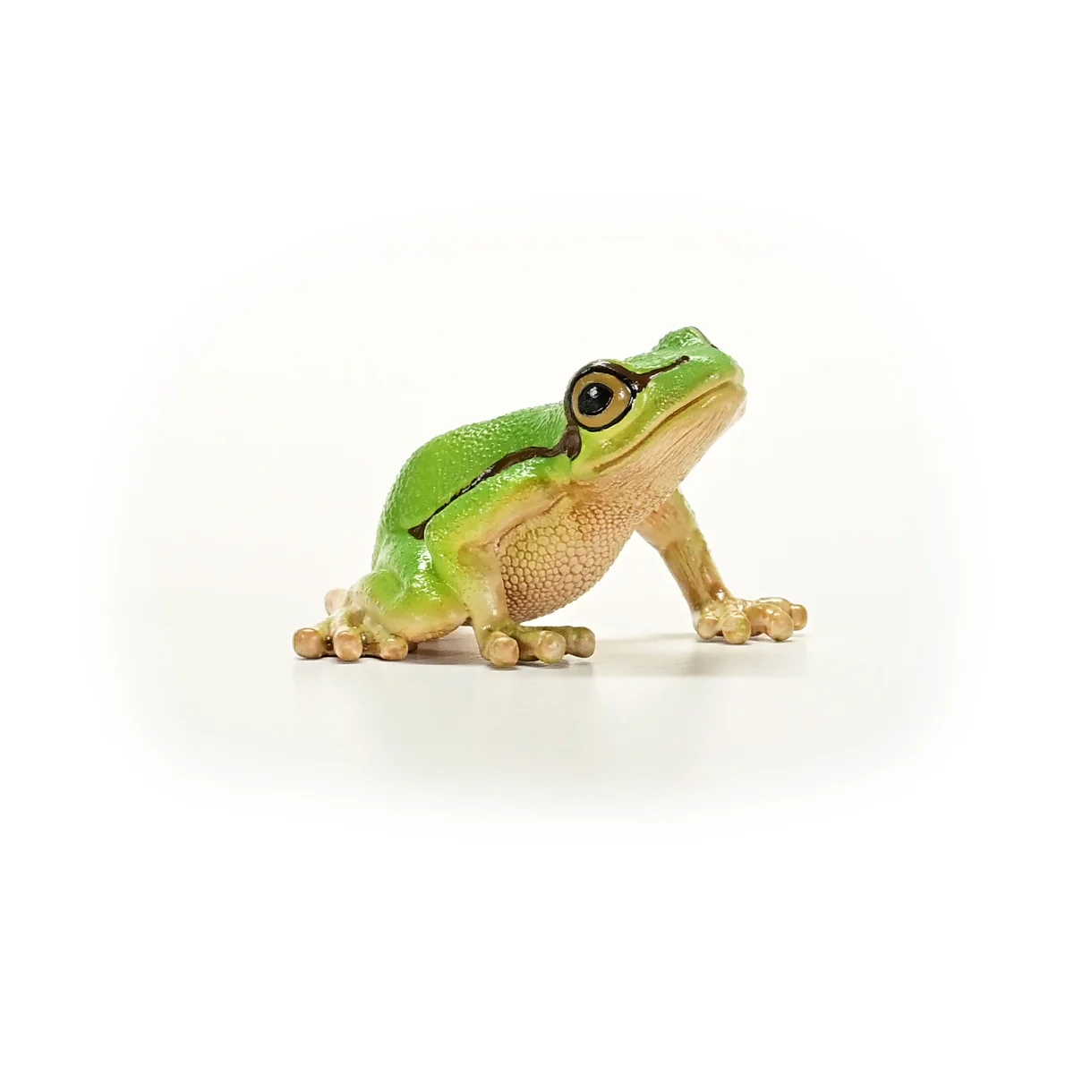 European Tree Frog - Image 6