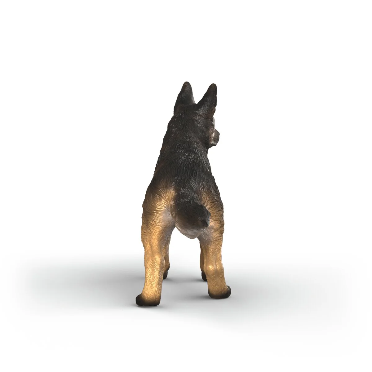 German Shepherd female - Image 3
