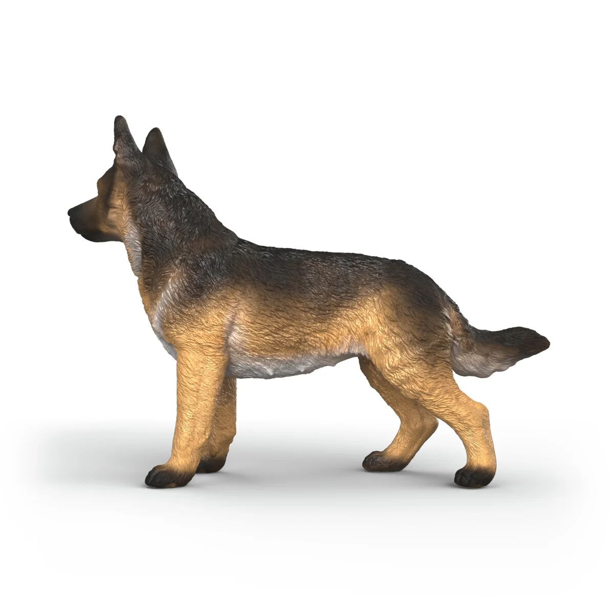 German Shepherd female - Image 4