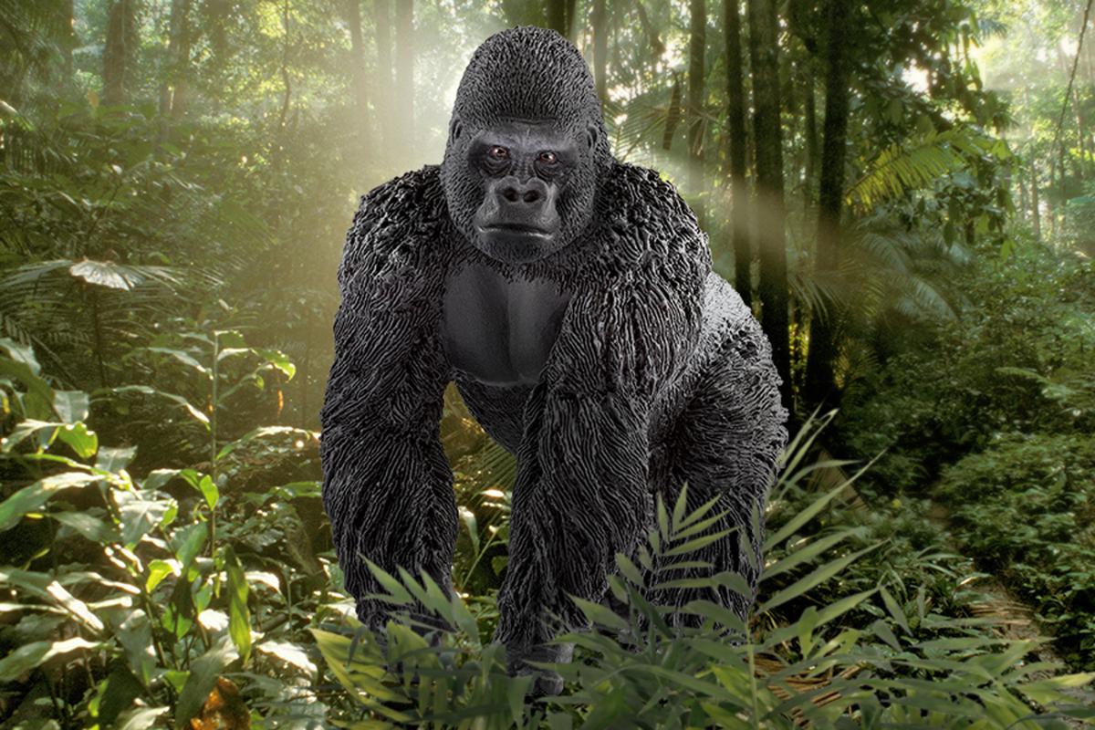 Gorilla, male - Image 5