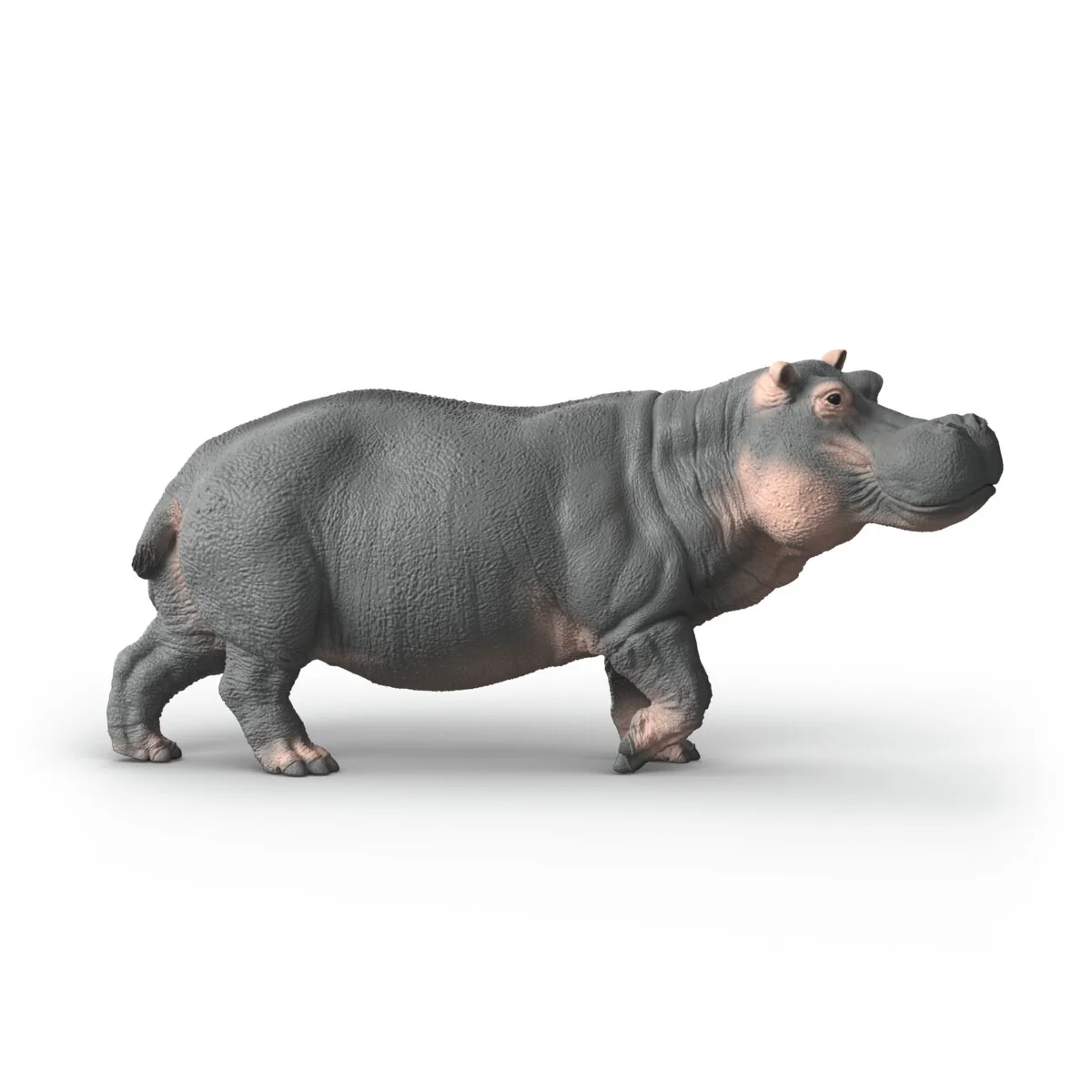 Hippopotamus - Image 3