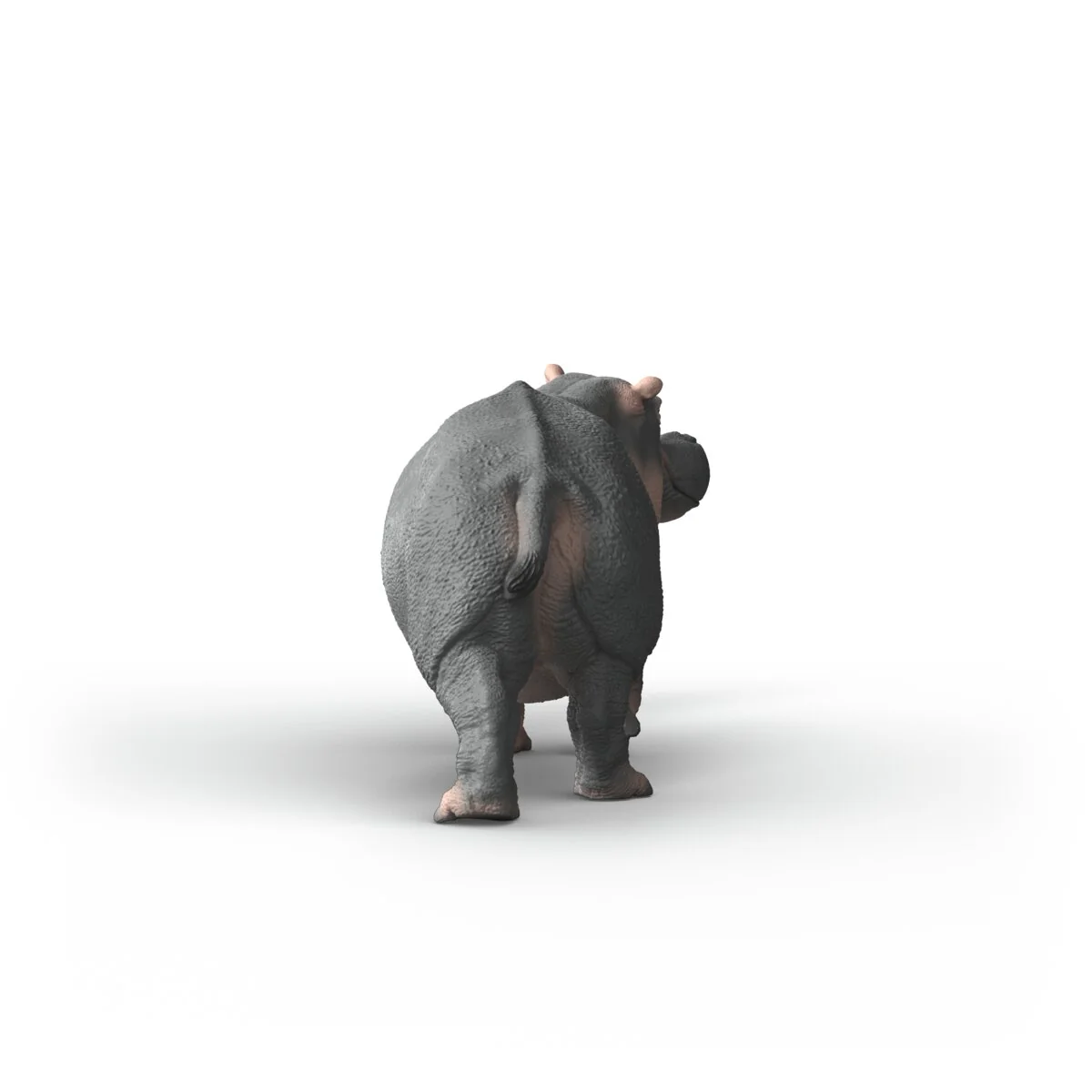 Hippopotamus - Image 4