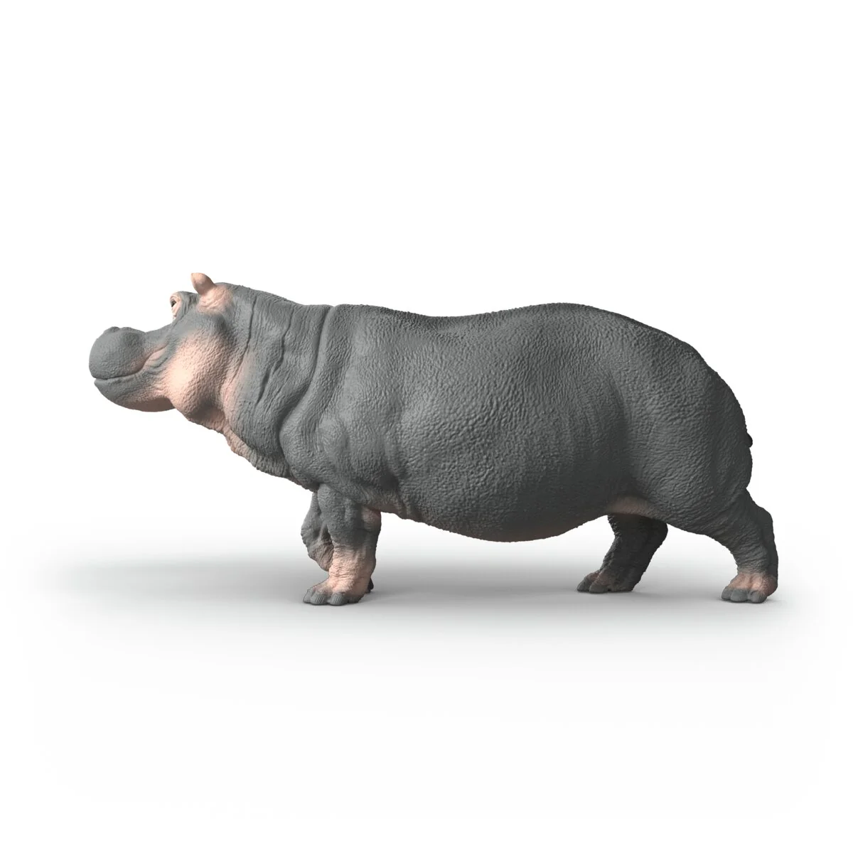 Hippopotamus - Image 5