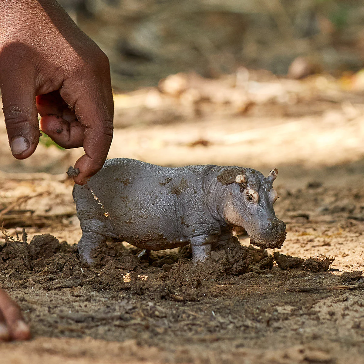 Hippopotamus (bundle) - Image 2