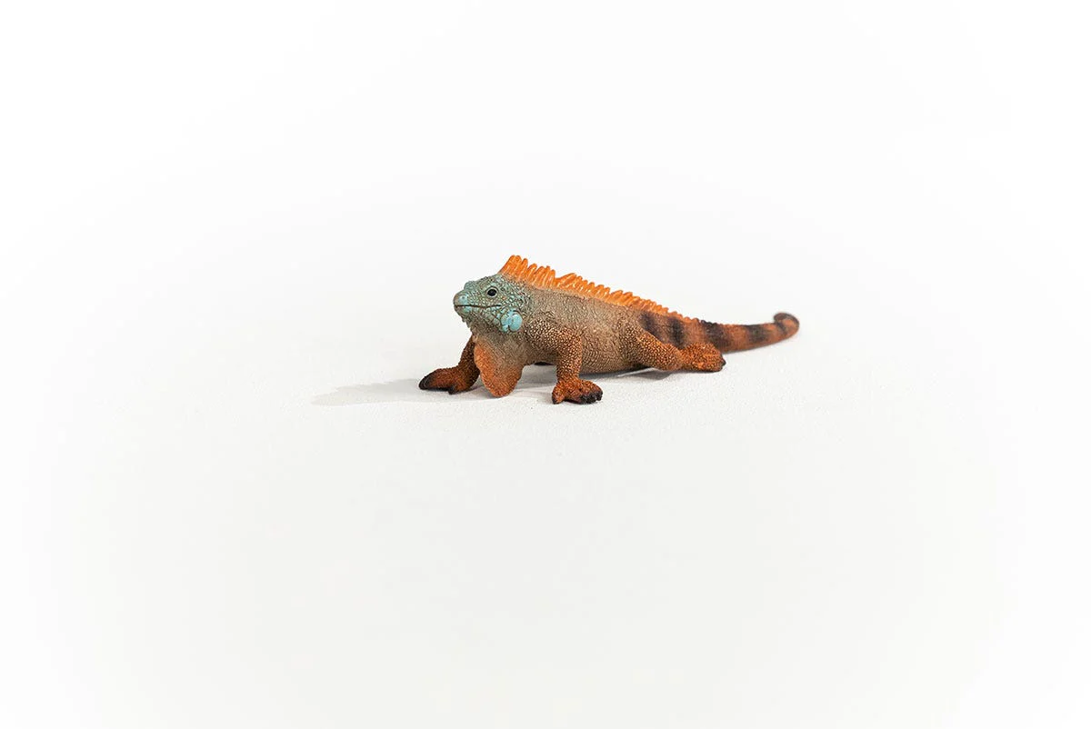 Iguana - Image 3