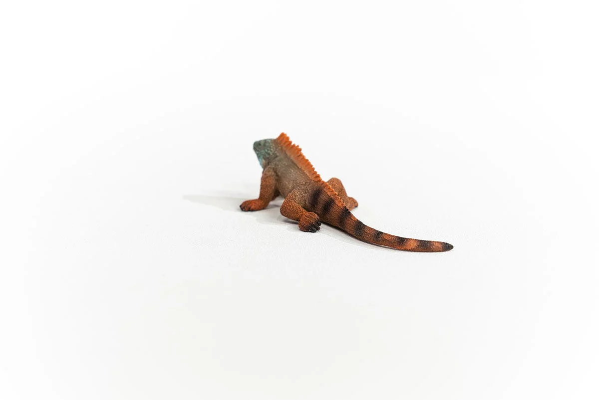 Iguana - Image 4