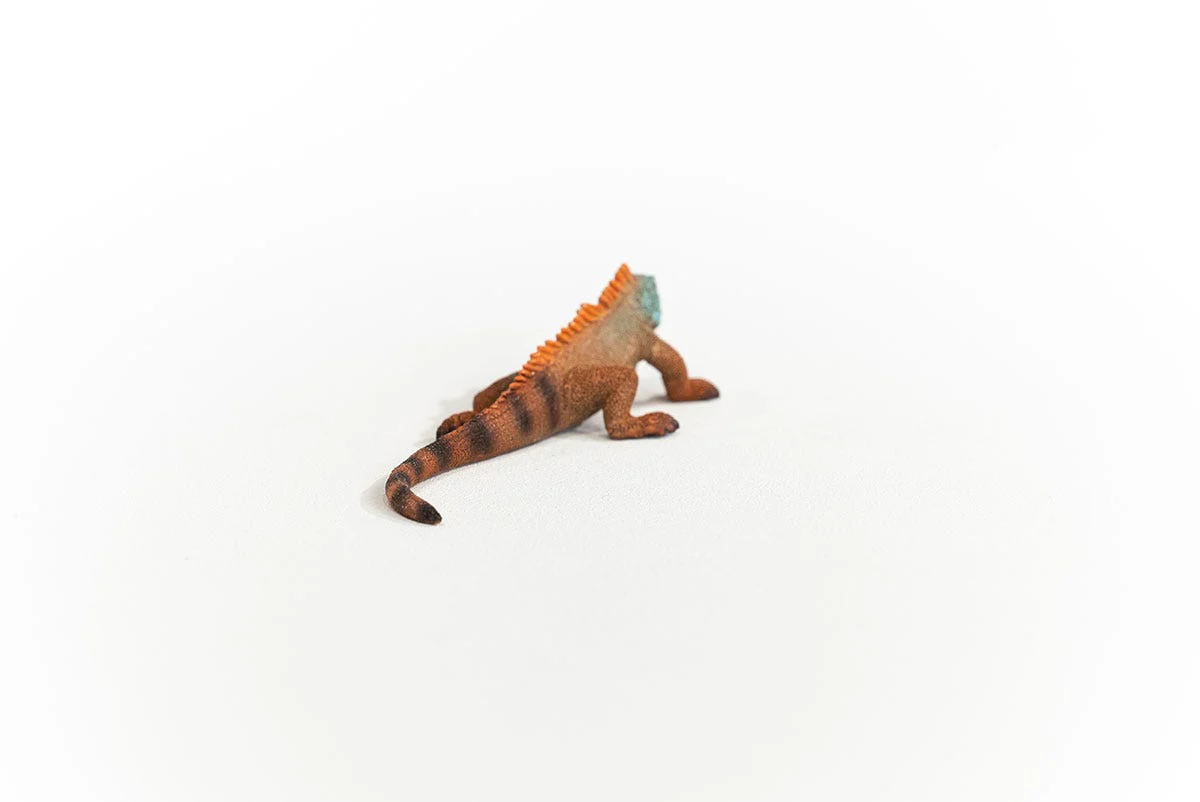Iguana - Image 5