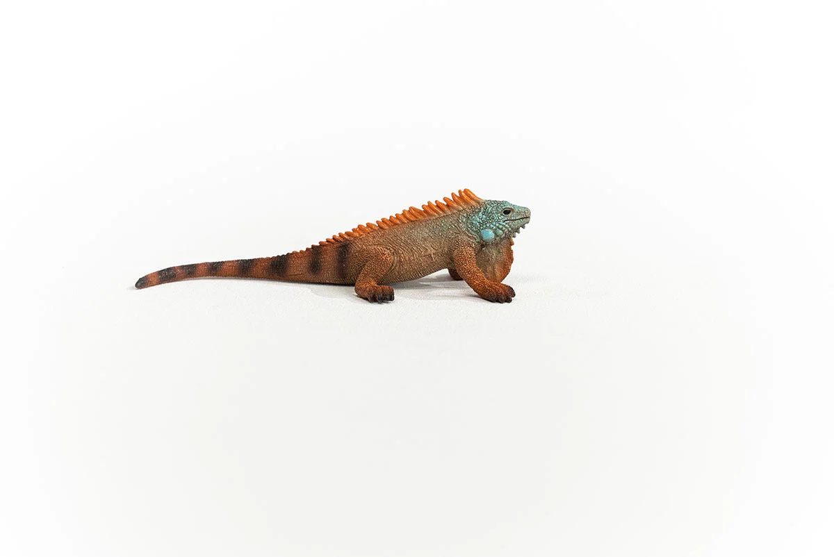 Iguana - Image 6