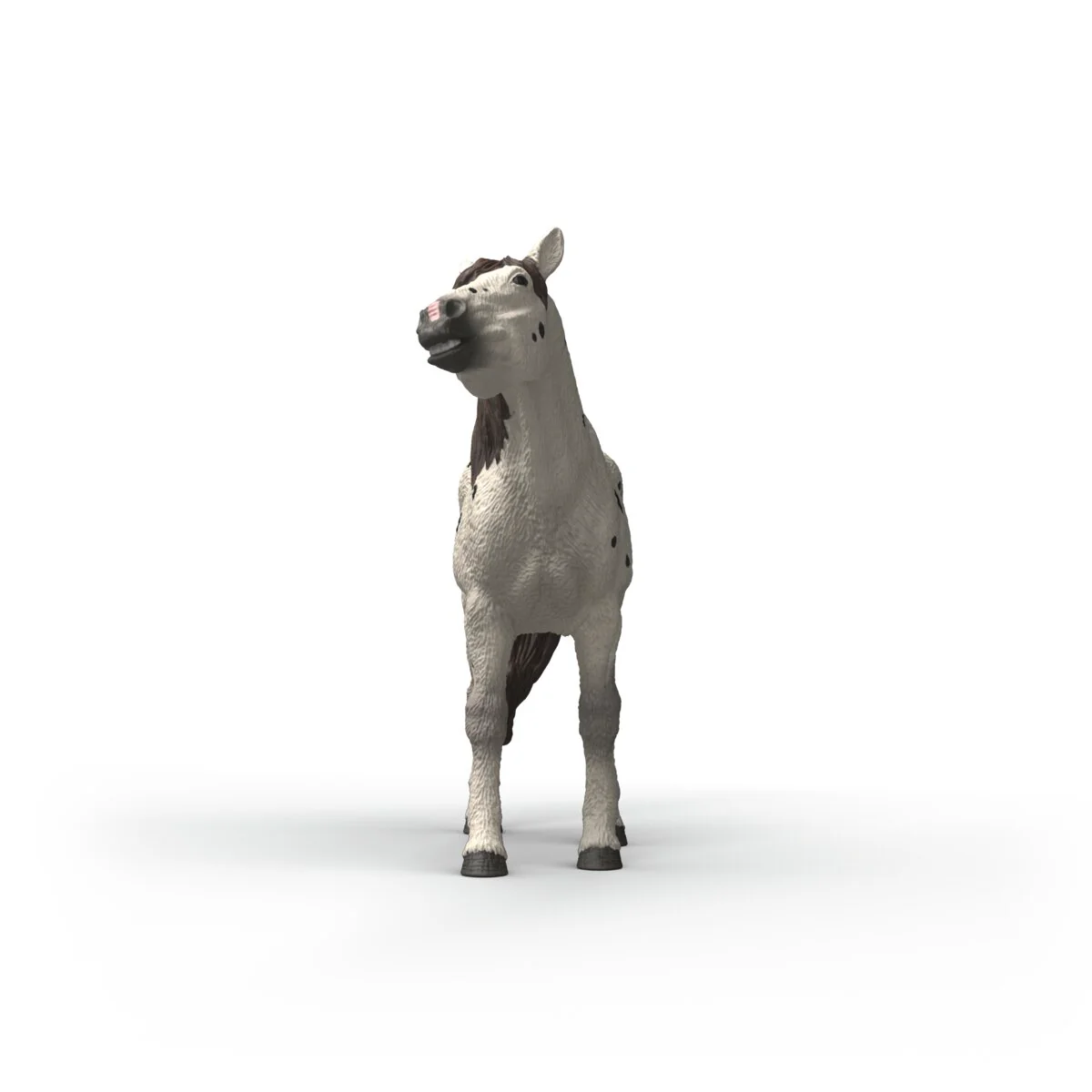 Knabstrupper Gelding - Image 3